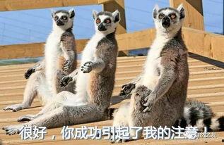 狐猴吃瓜视频,萌态十足引网友热议