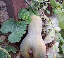 吃瓜地址多少,地址数量背后的故事