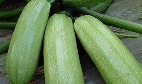 瓜根可以吃吗,天然美食还是未知风险？