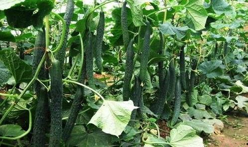 立夏吃瓜的图片,探寻传统习俗中的美食风情