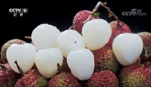 吃瓜米粒,探寻美食背后的故事与奥秘