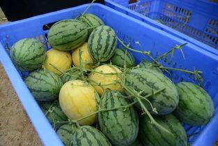 远嫁吃瓜群,揭秘“吃瓜群”里的异乡生活与情感纠葛