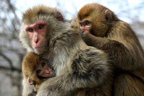 人类猴子返祖吃瓜,揭秘人类祖先的“吃瓜”生活